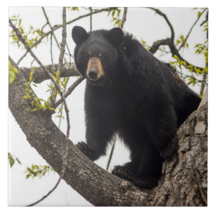 Azulejo De Cerâmica Urso preto de escalada