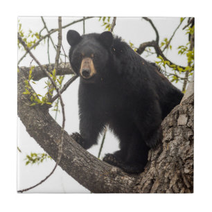 Azulejo De Cerâmica Urso preto de escalada