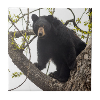 Azulejo De Cerâmica Urso preto de escalada