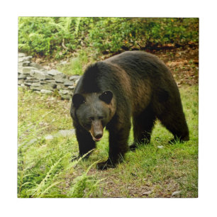 Azulejo De Cerâmica Urso preto de Pensilvânia