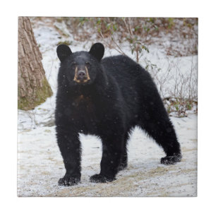 Azulejo De Cerâmica Urso preto de Pensilvânia no inverno