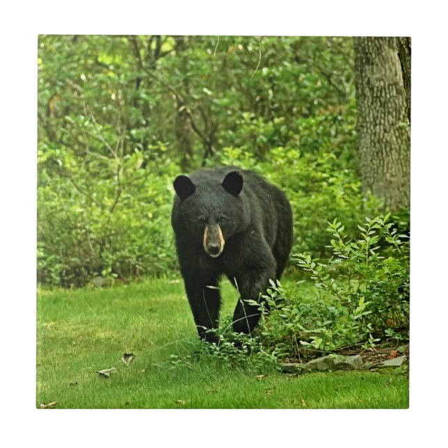 Azulejo De Cerâmica Urso preto do quintal (Frente)