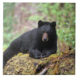 Azulejo De Cerâmica Urso preto em um tronco de crescimento antigo na