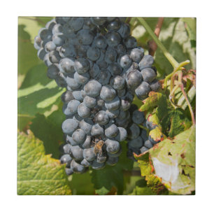 Azulejo De Cerâmica Uruguai, Montevidéu, Área de Colon. Bodegas