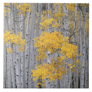 Azulejo De Cerâmica UTAH. EUA. Arvoredo de Aspen (Populus tremuloides)