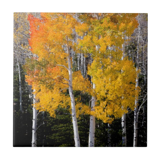 Azulejo De Cerâmica Utah, EUA. Árvores de Aspen (Populus Tremuloides)  (Frente)