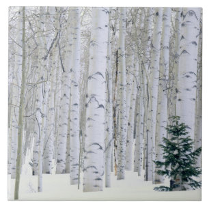 Azulejo De Cerâmica UTAH. EUA. Aspen (Populus tremuloides) e Douglas
