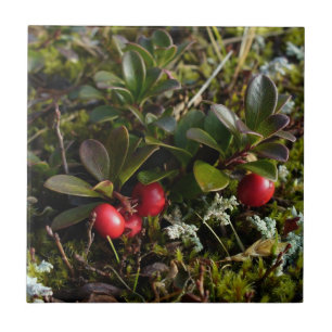 Azulejo De Cerâmica Uva-ursina, uva-ursi de Arctostaphylus