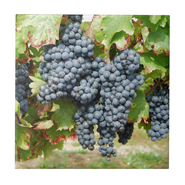 Azulejo De Cerâmica Uvas de vinho (Frente)