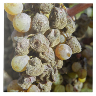 Azulejo De Cerâmica Uvas Semillon com podridão nobre no momento da col