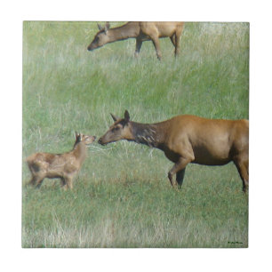 Azulejo De Cerâmica Vaca Anta E3 e Bezerro Cara a Cara
