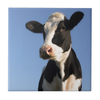 Azulejo De Cerâmica Vaca atenta