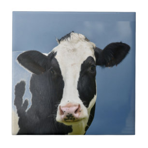 Azulejo De Cerâmica VACA de Holstein
