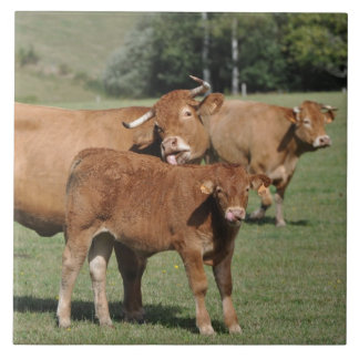 Azulejo De Cerâmica Vaca e vitela de Brown Limousin