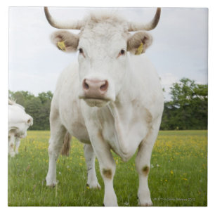 Azulejo De Cerâmica Vaca que está no campo gramíneo