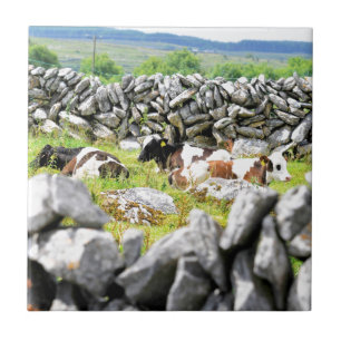 Azulejo De Cerâmica Vacas Moo