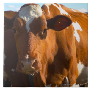 Azulejo De Cerâmica Vacas na fazenda