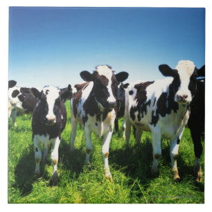 Azulejo De Cerâmica Vacas no campo, cidade de Betsukai, Hokkaido
