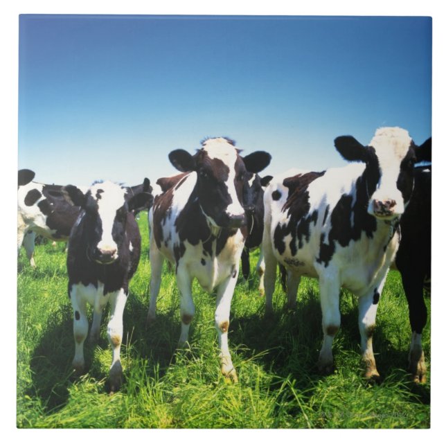 Azulejo De Cerâmica Vacas no campo, cidade de Betsukai, Hokkaido (Frente)