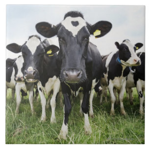 Azulejo De Cerâmica Vacas que estão em seguido de vista a câmera