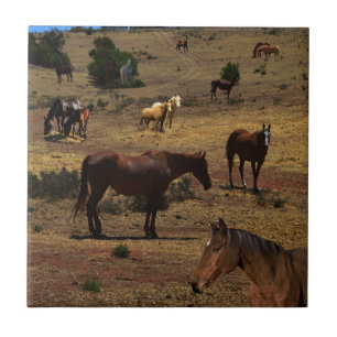 Azulejo De Cerâmica Vale dos Cavalos,