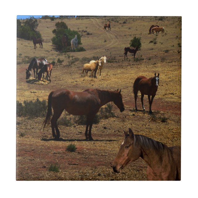 Azulejo De Cerâmica Vale dos Cavalos, (Frente)