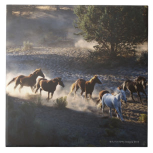 Azulejo De Cerâmica Vaqueiro com o rebanho dos cavalos