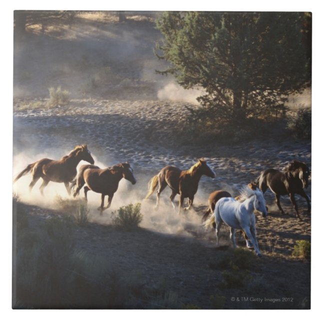 Azulejo De Cerâmica Vaqueiro com o rebanho dos cavalos (Frente)