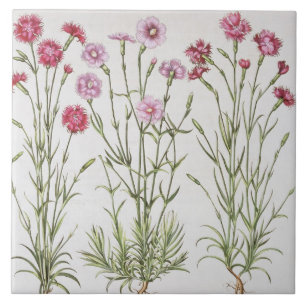Azulejo De Cerâmica Várias variedades de cravo-da-índia, 'do Hortus Ey