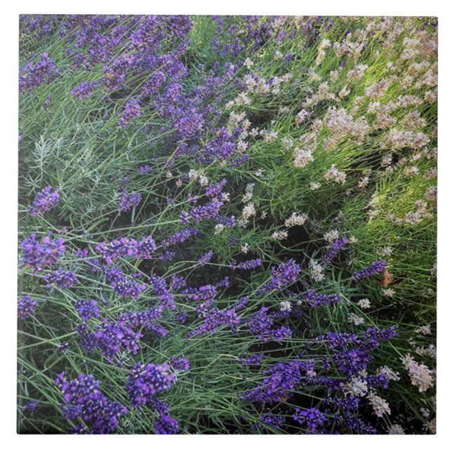 Azulejo De Cerâmica Variedade de Lavandas (Frente)