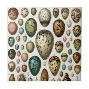 Azulejo De Cerâmica Vários tipos de Ilustração Científica de Ovos