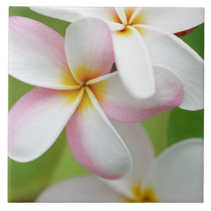 Azulejo De Cerâmica Vazio personalizado flor de Havaí do Frangipani d