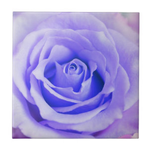 Azulejo De Cerâmica Vazio personalizado fundo da lavanda do rosa do