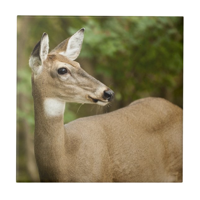 Azulejo De Cerâmica Veado Branco (Frente)