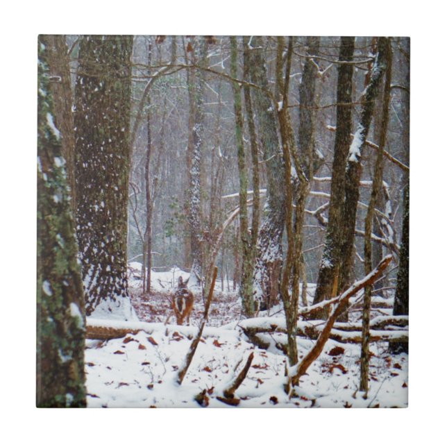 Azulejo De Cerâmica veado-cauda-branco na neve (Frente)