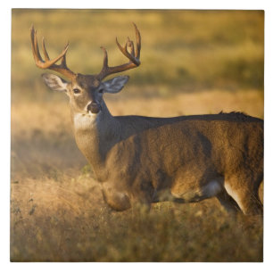 Azulejo De Cerâmica Veado-mateiro (Odocoileus virginianus) adulto