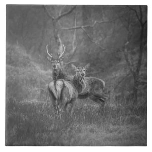 Azulejo De Cerâmica Veado vermelho e veado selvagens em Scotland