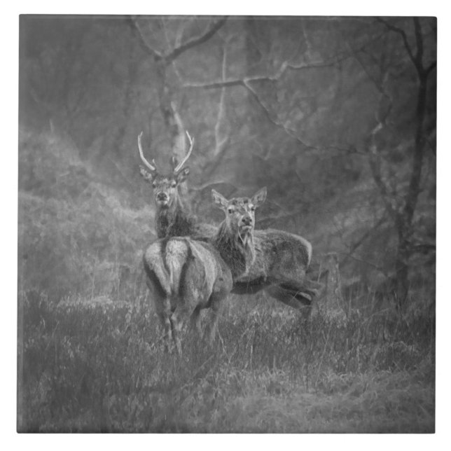 Azulejo De Cerâmica Veado vermelho e veado selvagens em Scotland (Frente)
