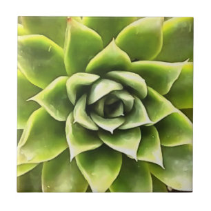 Azulejo De Cerâmica Verde Suculta Arte Cactos