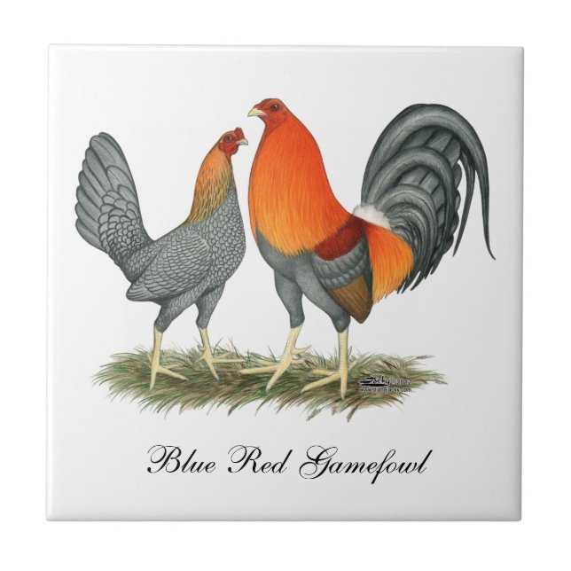 Azulejo De Cerâmica Vermelho azul Gamefowl (Frente)