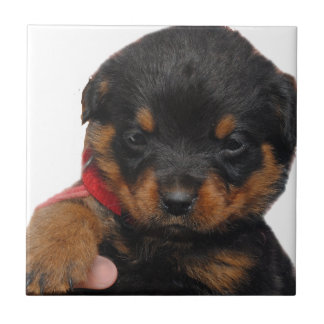 Azulejo De Cerâmica Vermelho do filhote de cachorro de Rottweiler