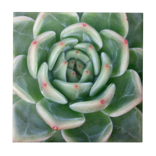 Azulejo De Cerâmica Vermelho verde Succulent derrubado (Frente)