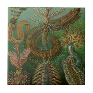 Azulejo De Cerâmica Vermes Antigos Annelídeos Chaetopoda por Ernst Hae