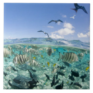 Azulejo De Cerâmica Viagem de Lagoon safari com Stingrays