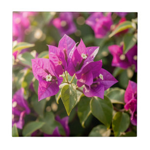 Azulejo De Cerâmica Vibrante Flor de Bougainvillea Roxa Magenta