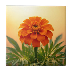 Azulejo De Cerâmica Vibrante Flor de Marigold Laranja Dourado do Pôr d