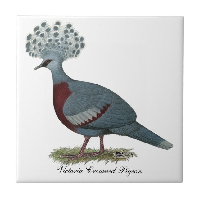 Azulejo De Cerâmica Victoria Crowned Pigeon (Frente)