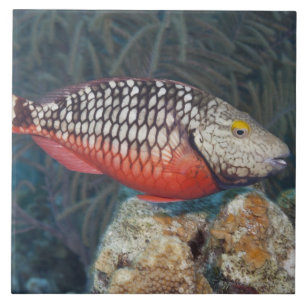 Azulejo De Cerâmica Vida subaquática, PEIXE: um sinal de trânsito