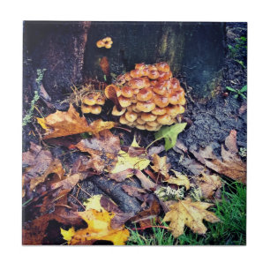 Azulejo De Cerâmica Vila Mushroom