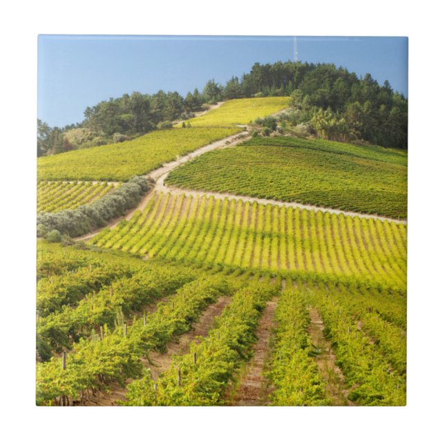 Azulejo De Cerâmica Vineyard, Stellenbosch, Western Cape (Frente)